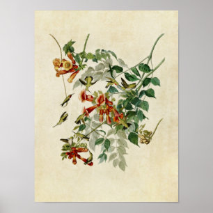 Platte 47 Ruby-Throated Hummingbird Poster