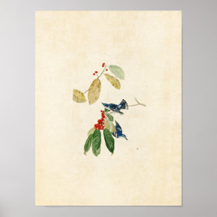 Platte 48 Azure Warbler Vögel in Amerika Poster
