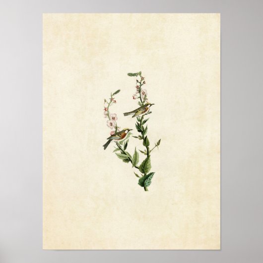 Platte 59 | Kastaniensied Warbler Poster (Vorne)