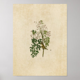 Platte 63 White-Mit Augen Flycatcher oder Vireo Poster