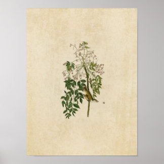 Platte 63 | White-Mit Augen Flycatcher oder Vireo Poster