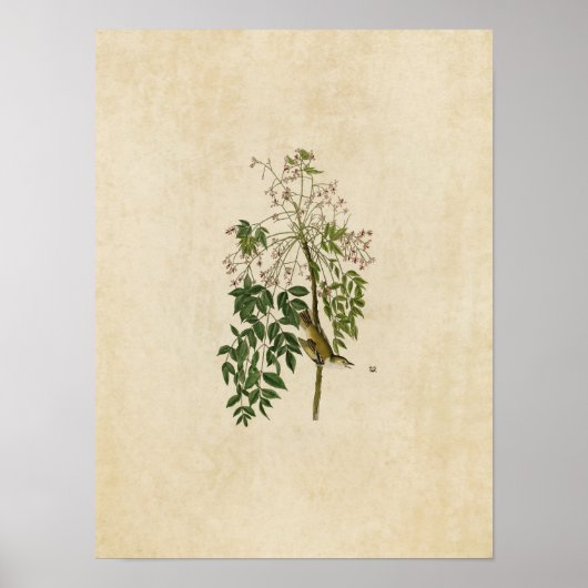 Platte 63 | White-Mit Augen Flycatcher oder Vireo Poster (Vorne)
