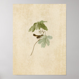 Platte 64 | Sumpfsperre | Vögel in Amerika Poster