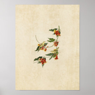 Platte 65   Rathbone Warbler   Vögel in Amerika Poster