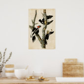 Platte 66 | Elfenbeinspecht Poster (Küche)