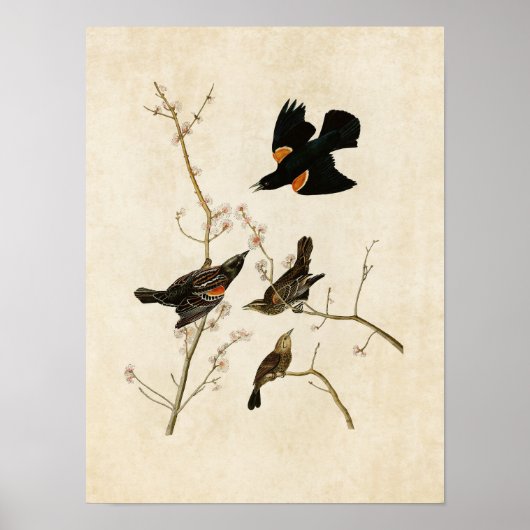 Platte 67 | Roter Flügeldrachen oder Marsh Blackbi Poster (Vorne)