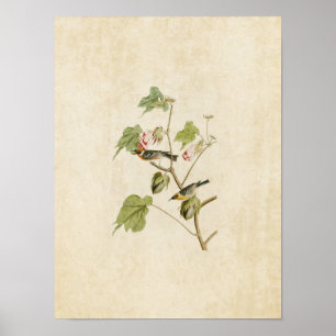 Platte 69   Bay Breasted Warbler   Vögel in Amerik Poster