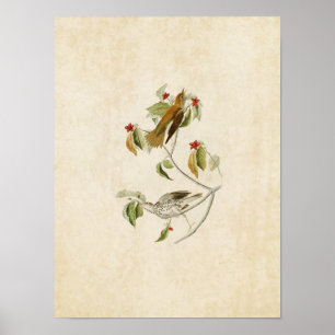 Platte 73   Wood Thrush   Vögel in Amerika Poster