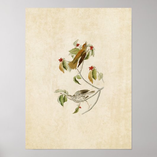 Platte 73 | Wood Thrush | Vögel in Amerika Poster (Vorne)