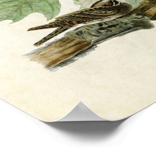 Platte 82 | Whip-Poor-Will | Vögel in Amerika Poster (Ecke)