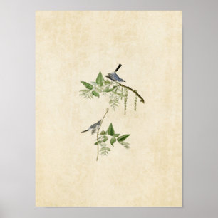 Platte 84 Blaugrauer Flycatcher Vögel in Ameri Poster