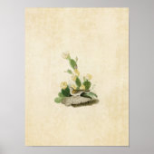 Platte 94 | Grasfinch oder Bachgeflügel Poster (Vorne)