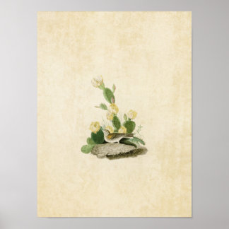 Platte 94 | Grasfinch oder Bachgeflügel Poster