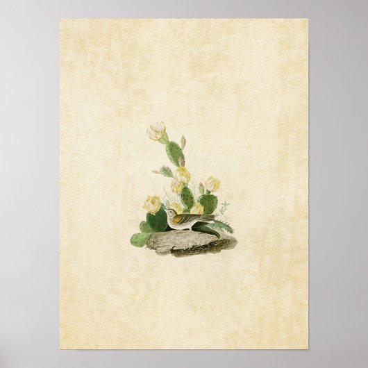 Platte 94 | Grasfinch oder Bachgeflügel Poster (Vorne)