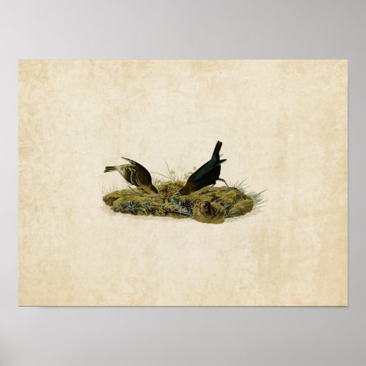 Platte 99 | Kuhpen Bird | Vögel in Amerika Poster (Vorne)