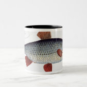 Platte II der Hinterwelle (Cyprinus Rutilis) von Zweifarbige Tasse (Mittel)