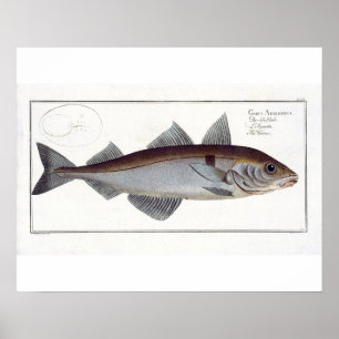 Platte LXII der Schellfische (Gadus Aeglefinus) Poster