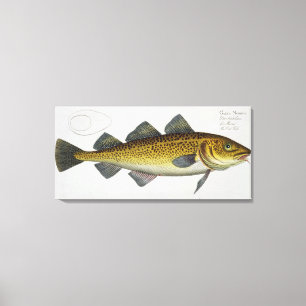 Platte LXIV des Kabeljaus (Gadus Morhua) von Leinwanddruck