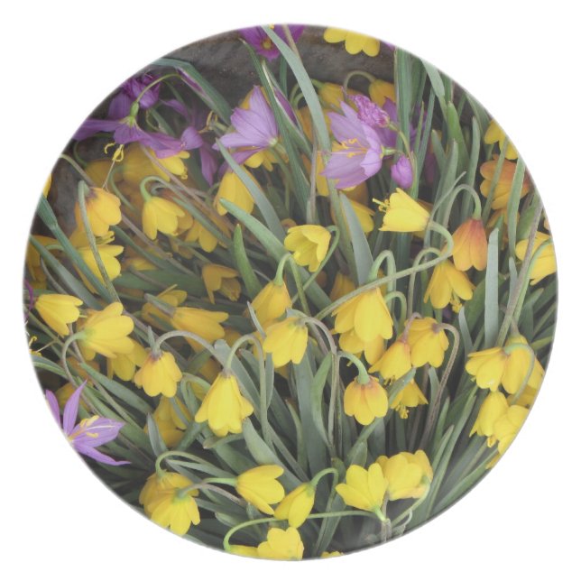 PLATTE TELLER (Vorderseite)