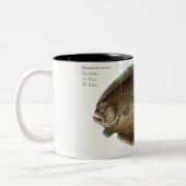 Platte XLIX des Steinbutts (Pleuronectes Maximus) Zweifarbige Tasse (Links)