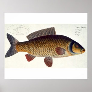 Platte XVI des Karpfens (Cyprinus Carpio) von Poster