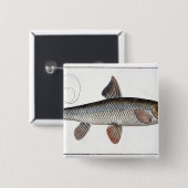 Platte XVIII des Barbel (Cyprinus Barbus) von Button (Vorne & Hinten)