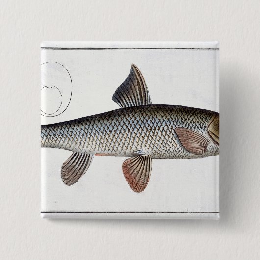 Platte XVIII des Barbel (Cyprinus Barbus) von Button (Vorderseite)