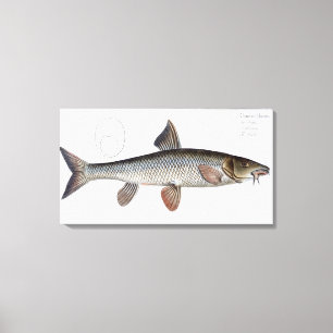Platte XVIII des Barbel (Cyprinus Barbus) von Leinwanddruck