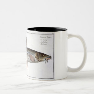 Platte XVIII des Barbel (Cyprinus Barbus) von Zweifarbige Tasse