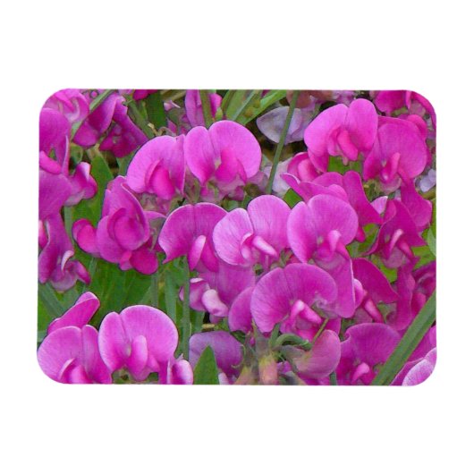 Platterbsen Blume Premium-Magnet Magnet (Horizontal)