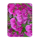 Platterbsen Blume Premium-Magnet Magnet (Vertikal)