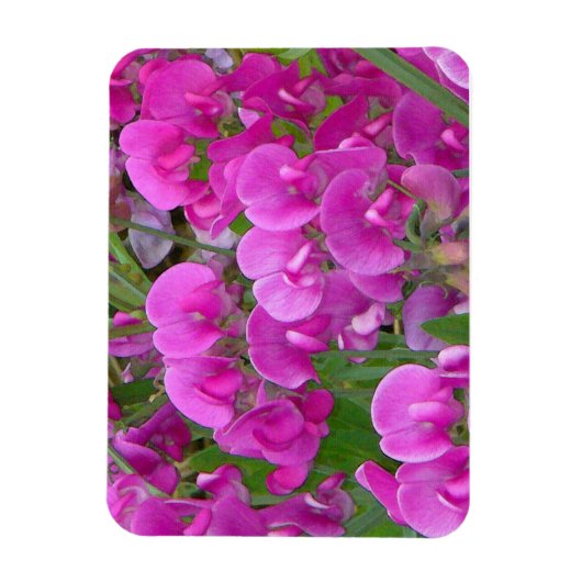 Platterbsen Blume Premium-Magnet Magnet (Vertikal)