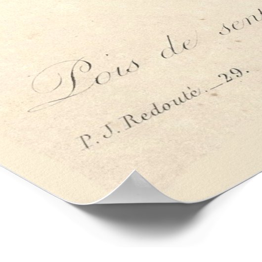 Platterbsen Canvas Print Poster (Ecke)