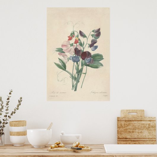Platterbsen Canvas Print Poster (Küche)