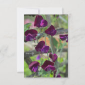 Platterbsen Mitteilungskarte (Rückseite)