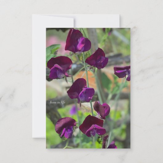 Platterbsen Mitteilungskarte (Rückseite)