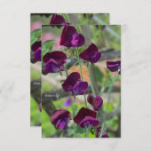 Platterbsen Mitteilungskarte (Vorne/Hinten)