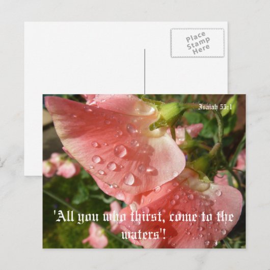 Platterbsen Postkarte (Vorne/Hinten)