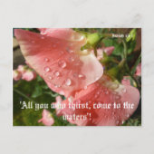 Platterbsen Postkarte (Vorderseite)