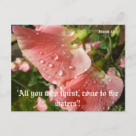 Platterbsen Postkarte