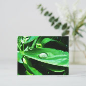 Platterbsen und Regen Postkarte (Stehend Vorderseite)