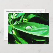 Platterbsen und Regen Postkarte (Vorne/Hinten)