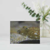 Plattfisch Postkarte (Stehend Vorderseite)