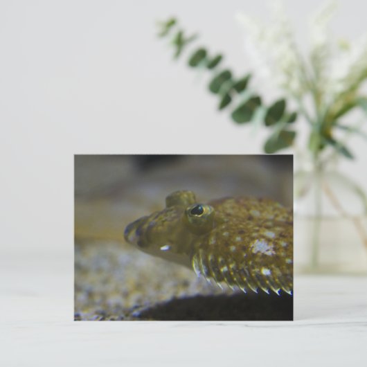 Plattfisch Postkarte (Stehend Vorderseite)