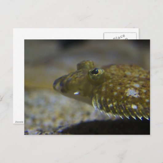 Plattfisch Postkarte (Vorne/Hinten)