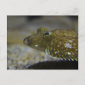 Plattfisch Postkarte (Vorderseite)