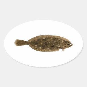Plattfisch - Sommer-Scholle Ovaler Aufkleber