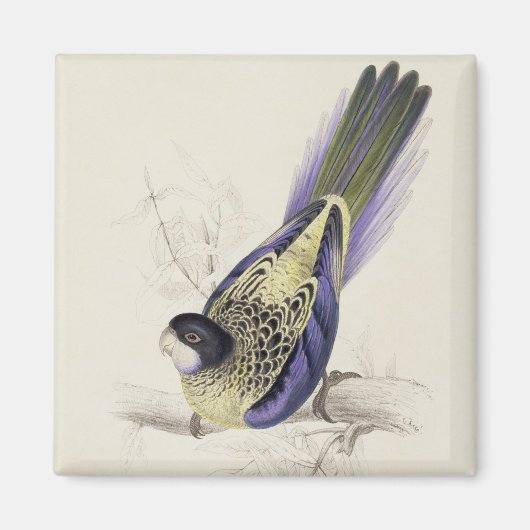 Platycercus Brownii oder Brown's Parrakeet (Plate  Magnet (Vorne)