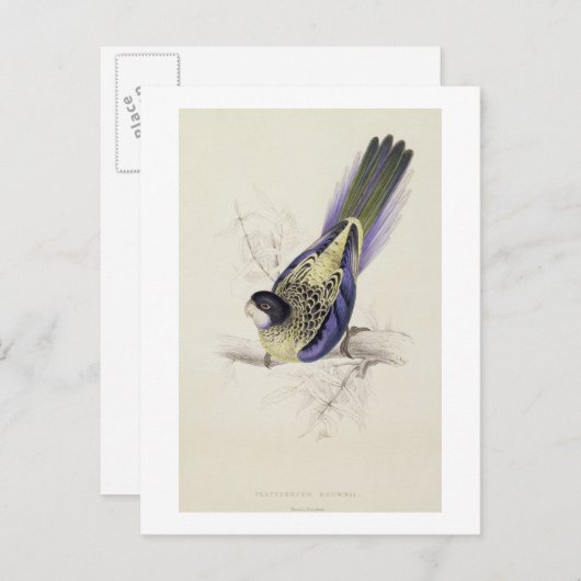 Platycercus Brownii oder Brown's Parrakeet (Plate  Postkarte (Vorne/Hinten)