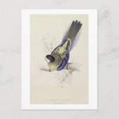Platycercus Brownii oder Brown's Parrakeet (Plate  Postkarte (Vorderseite)